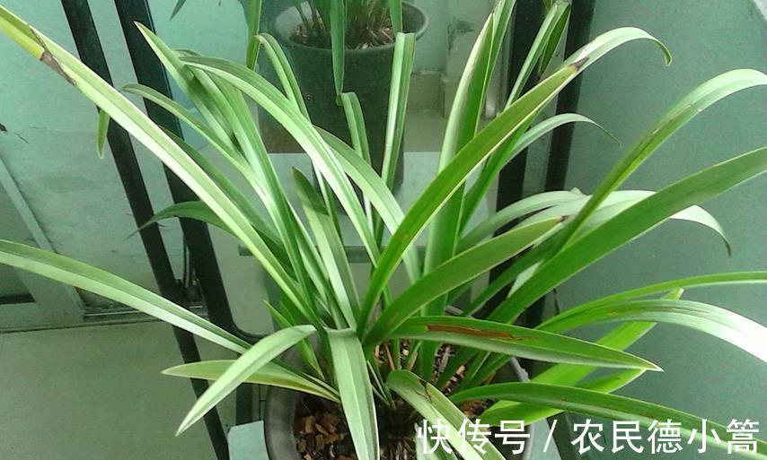 喷洒|兰花叶片上有灰尘,怎么清洗比较好?内行人:方法还真不少