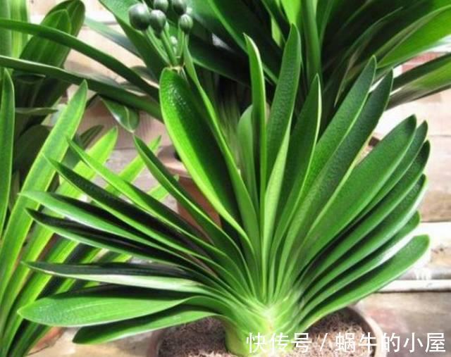 烂根|七八月份的君子兰,不能“瞎折腾”,保证健康才能安稳度夏