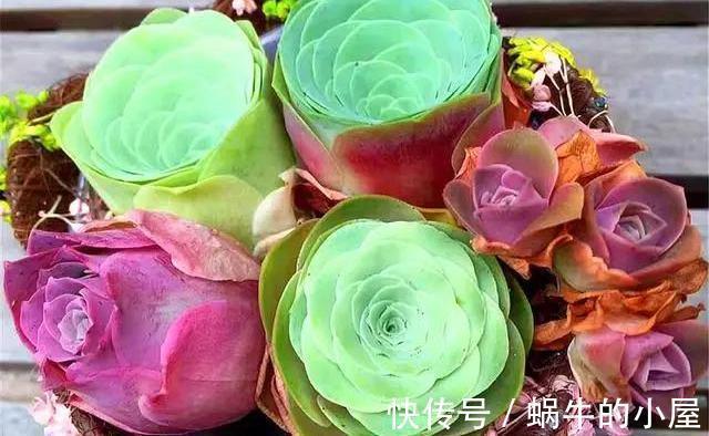 山地玫瑰|夏季的多肉不好看?来看看这3款,绚丽多姿,越看越好看