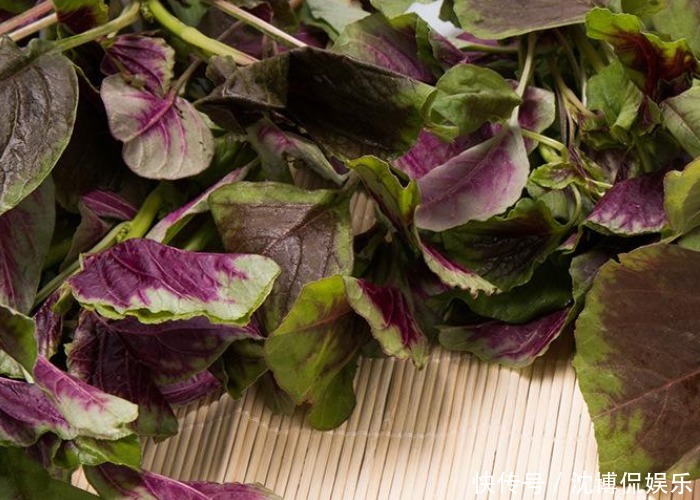 苋菜可以种到阳台上看看别人都是怎么种的,收割一茬又一茬!