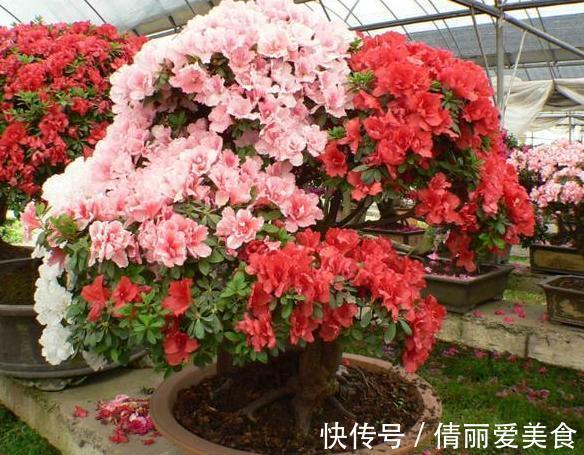 杜鹃花|北方四季分明，该如何盆栽杜鹃花？4个细节到位，养殖走捷径