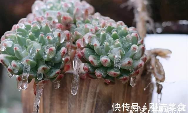 多肉冻成冰糖葫芦,三动作“快速化冻”不黑腐,缀成群头小老桩