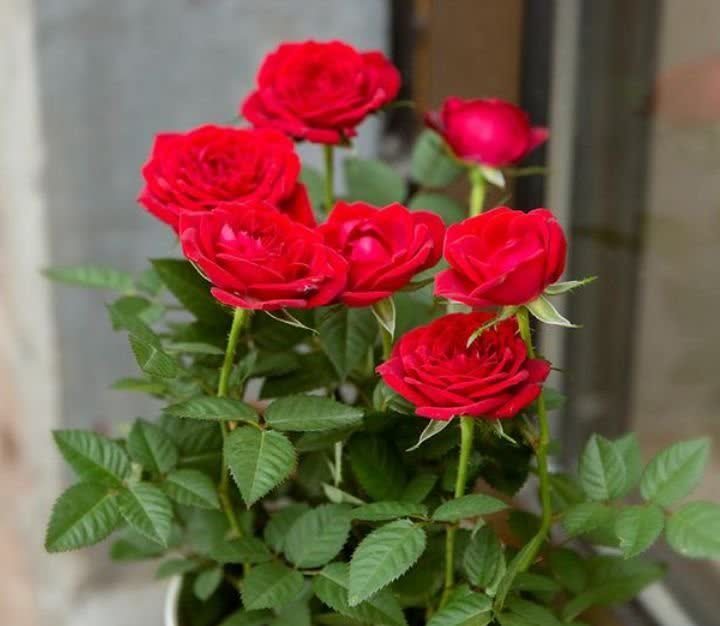 家里阳台养此款花,新手也能养爆盆,花朵烂漫迷人,美爆了