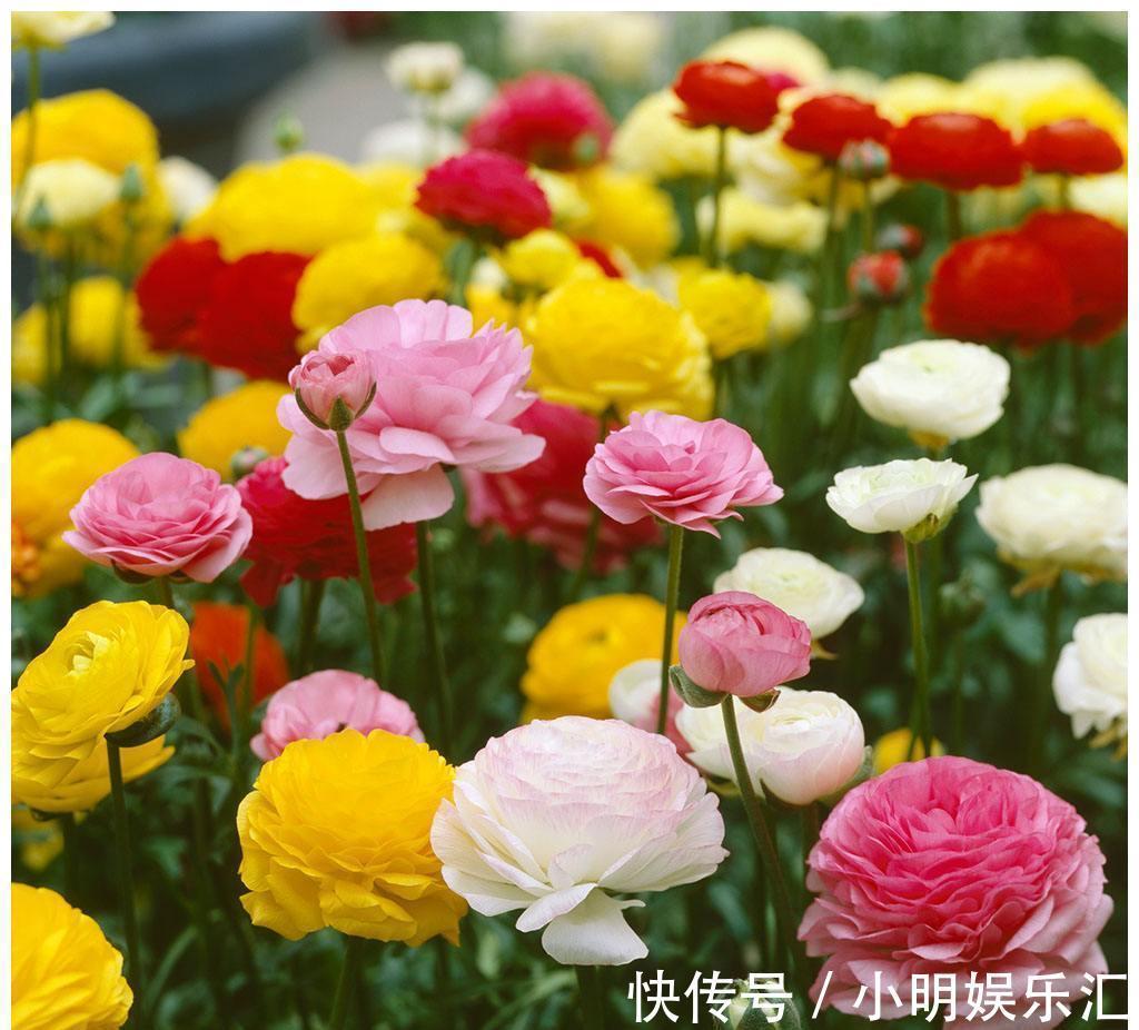金鱼草|6种“漂亮花”，五块钱买一盆，持续开花200天，太便宜了