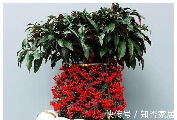 黄金万两|名字霸气,寓意好听的4种植物,比发财树要好,农村山上就有