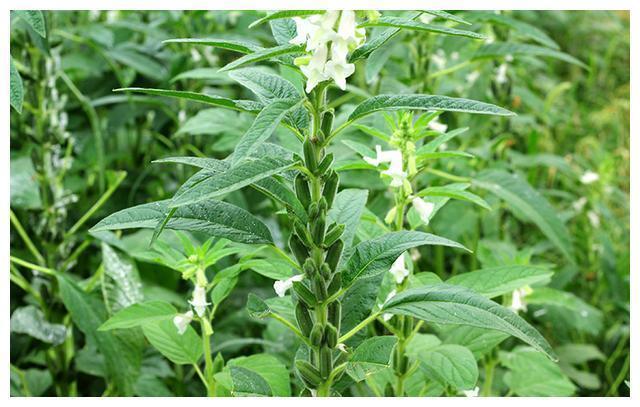 红薯叶|含钙量比牛奶还高的六种蔬菜!经常被你扔掉,营养丰富吃了还补钙