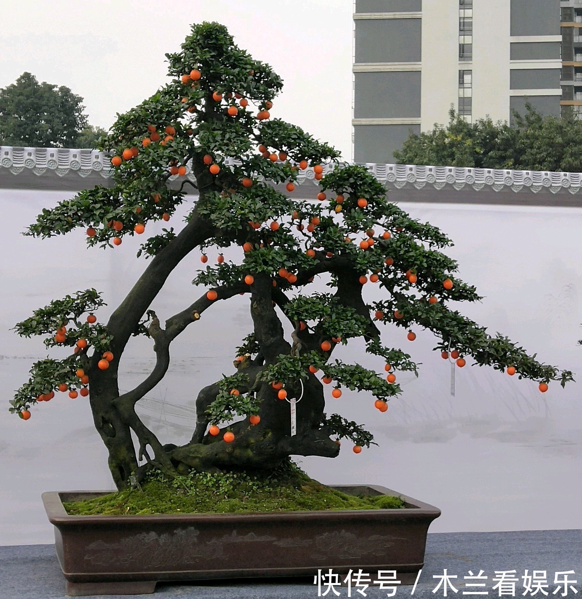 人工|金弹子盆景开花多结果少人工授粉打一针''它'',满树都是金弹果