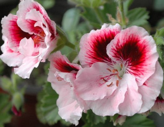 养这些花,花开超级美,花朵美艳迷人眼,花香四溢飘满屋