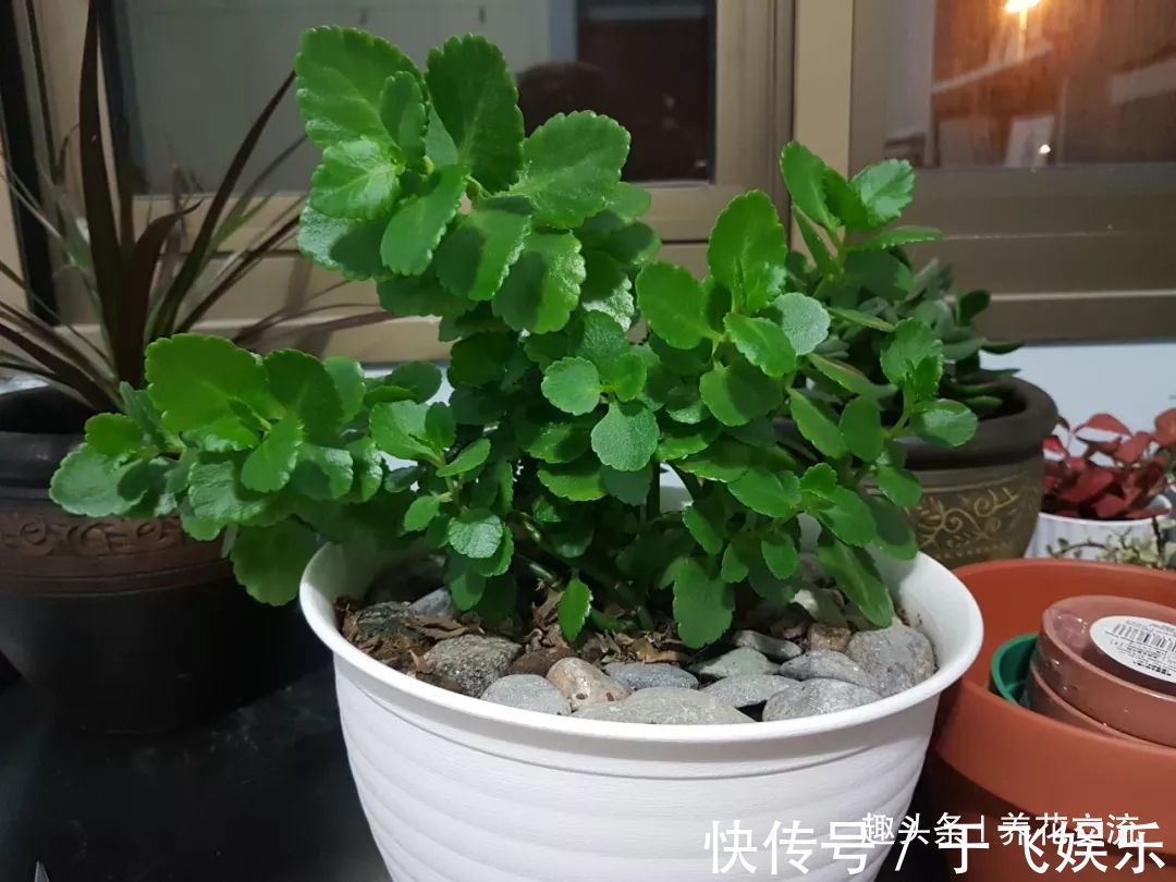 多肉植物|盆栽多肉植物不小心长变形了,适当修剪后就能恢复好看的形态