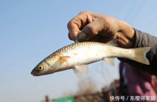 钓鱼不用饵，空钩就能钓上几十斤，钓友们说这算不算钓鱼？