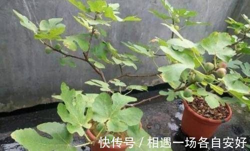 苹果树|阳台再小,也要养4种果树,植株矮小,结果颇多,还能当盆栽欣赏