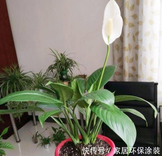 适合新人居家盆栽的花草植物，这几款上榜啦！