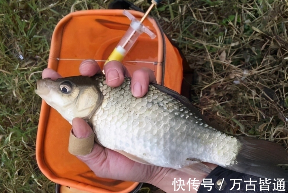 小可钓白条,大可钓青鱼,抖灰面,性价比就是这么高