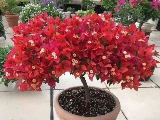 剪个枝条,插土里,开花200天,坐在家里赏花,太值!