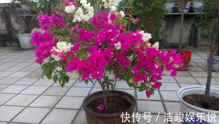 茉莉花|4款“勤花”植物,阳台盆栽几乎不用费心,开花就美极了