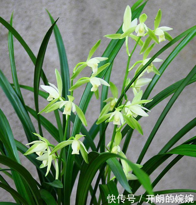 素花兰|此兰花永远“白菜价”,花色素雅,芳香四溢,想养就趁现在