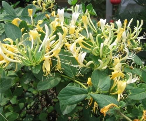 院子里养5种“浓香型花”，开花时满园飘香沁人心脾