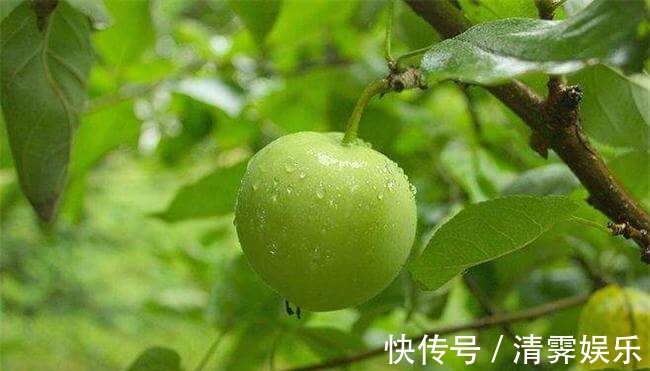 养肝|想长寿先养肝,多吃四种食物,养肝护肝,滋补身体,脸色更红润