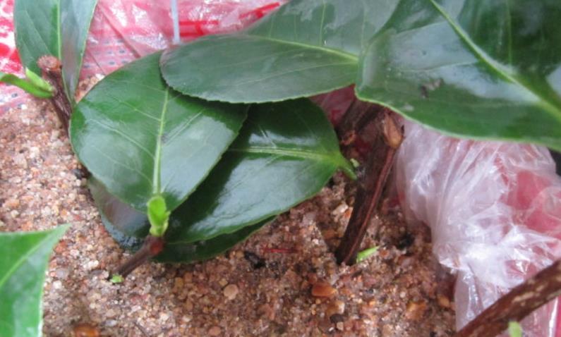 扦插的5个错误操作,不是难生根,是你做错了,扦插其实很简单!