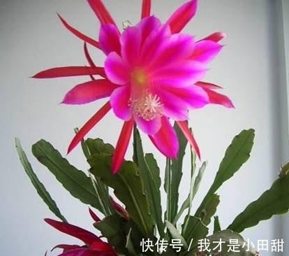 养花试试这几款,浇水过多容易腐烂,必须确保合理的通风