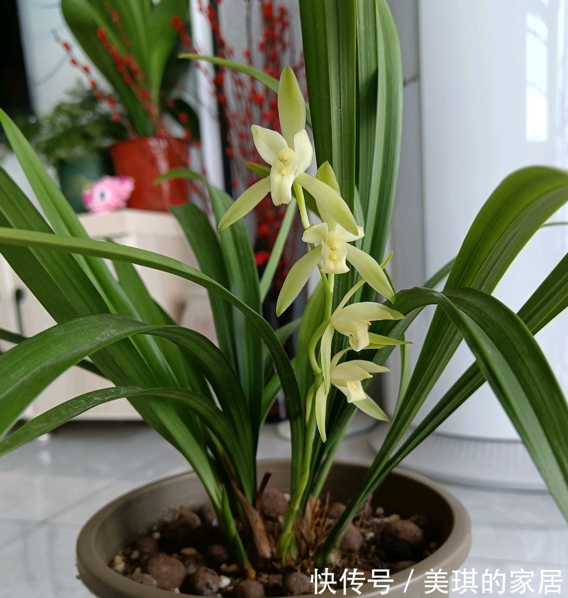 5种“富贵花”，客厅养一盆，贵气又吉利，有钱人家都爱养