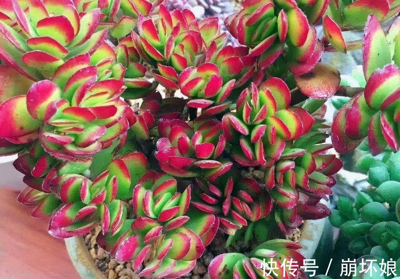 室内养多肉，这5款再漂亮也不选，上色真的是太难了