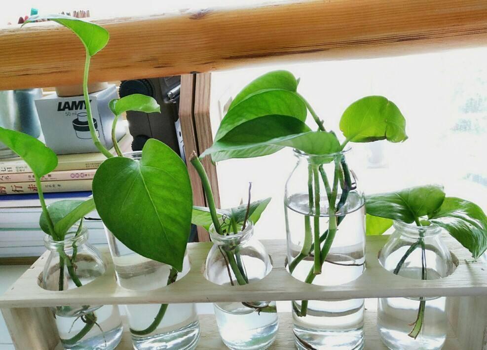 有“一些花”很好养活，给点水就能长，开花长叶很旺盛