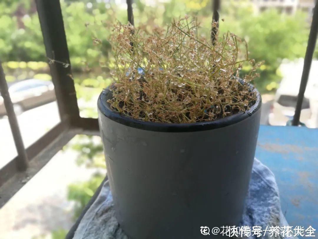 浇水|9种花,夏天休眠了,一定少浇水,否则越浇越死