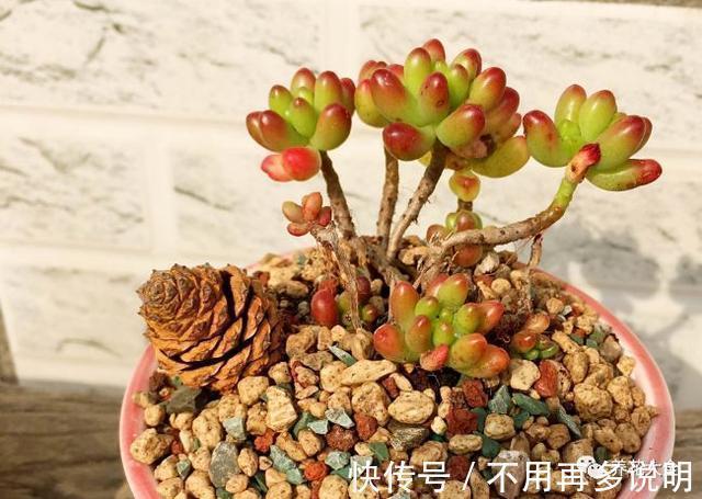 干透|多肉就养这7种,散养不用管也能呼呼长,想养死都难!