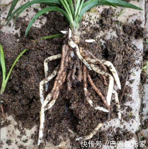 农村没人要的稻壳是养花神器，抓一把撒盆里，立马开出拳头大的花