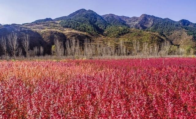 枫叶|东秦岭深处惊现大片红枫叶林，如火如荼让人惊艳，趁人少逛一圈