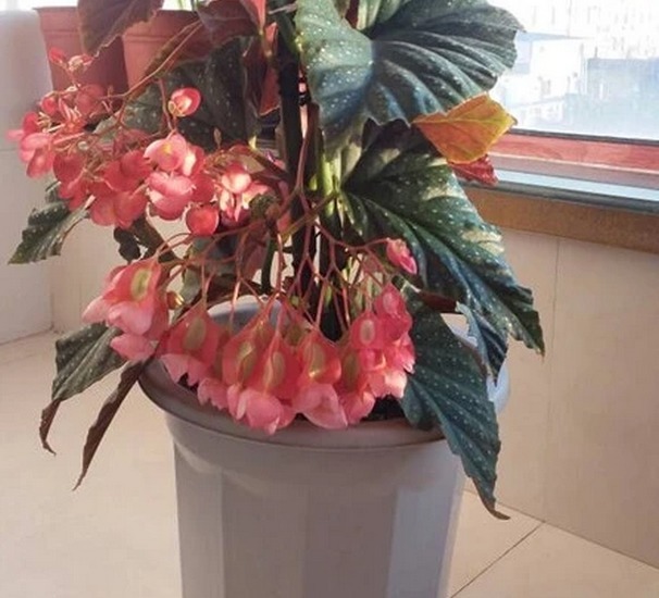 扦插就能活的花夲，四季有花开观赏性强，一年300天都开花