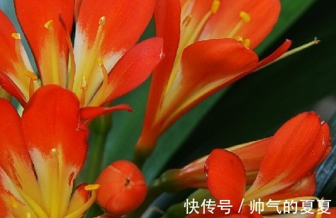 肥料|家养君子兰的3个小技巧,学会轻松花开爆满盆,建议收藏