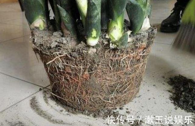 根系|春天虎皮兰不见长用上“1招”，根系窜满盆，2年长到1米高！
