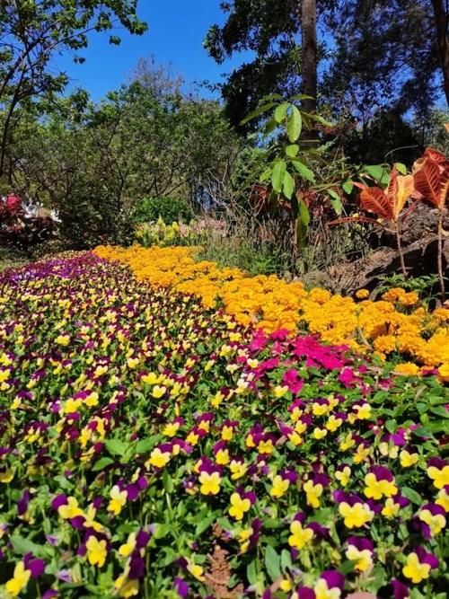 波斯菊、木棉花、黄花风铃木……黄埔这些地方，花开似海！