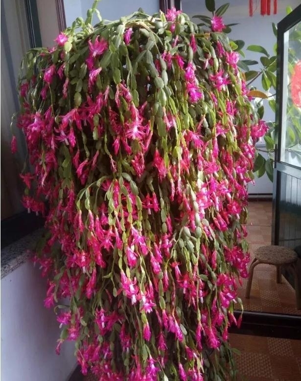 2种“垃圾”不要扔,是养花的“花肥王”,蟹爪兰吃一点就花爆盆