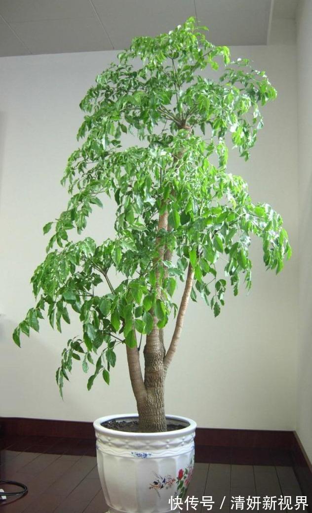 合家|盆栽幸福树,烂根“耷拉头”简单一处理,枝繁叶茂,合家幸福!