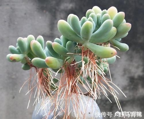 气根|多肉蓝苹果入手上盆后一周浇一圈水，10天后浇透水，现在很多气根，这样正常吗？