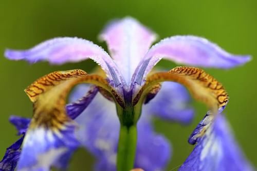 “马兰花马兰花，风吹雨打都不怕”，童谣马兰花究竟是什么花？