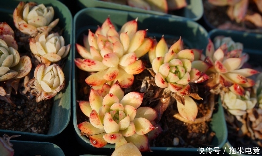 春天,去天台赏肉