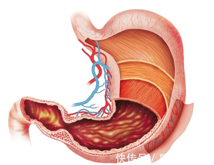 肠胃|胃部的“保护神”找到了,不是小米粥,平时敞开吃,胃越来越强壮