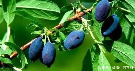 农村|农村一种野果,以前没人重视,现在发现可以预防高血压,一斤50块