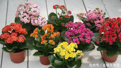 修剪|养4种花可不能懒,勤修剪分枝多,开花一茬接一茬!