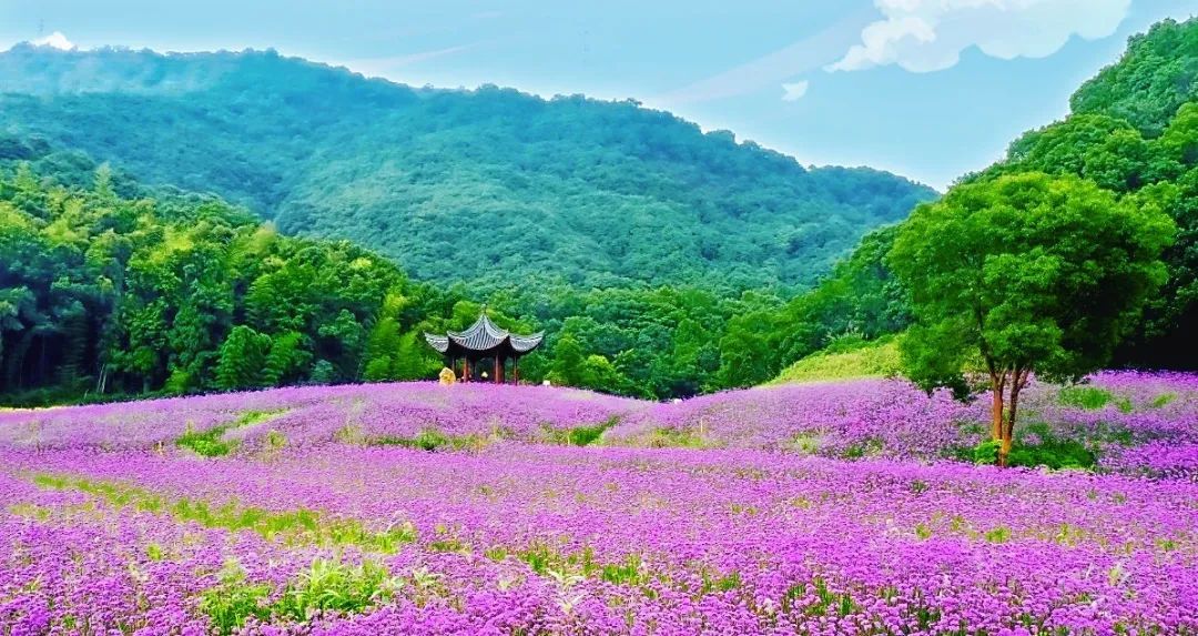 章安|椒江版“普罗旺斯”：市区出发30分钟遇见绝美马鞭草、向阳花海！