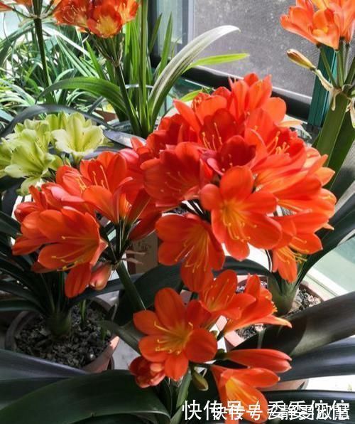 肥料|养护君子兰，2个肥料轮流用，一种长厚叶，一种开大花