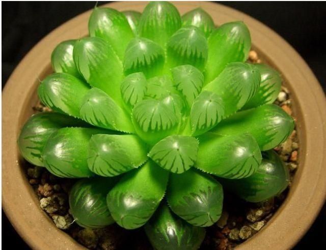 多肉植物|3种漂亮多肉,耐热又耐晒,夏天长得更好看,姿态各异惹人爱