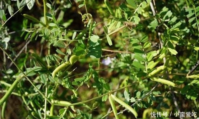 救命|农村常见的一种野豆子,在过去是救命食物,如今非常值钱!