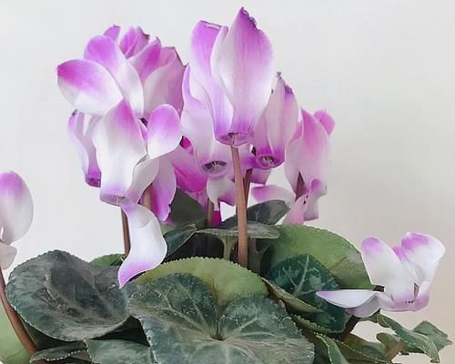 立夏以后，4种花再喜欢也别入手，难度夏，养了浪费金钱和精力