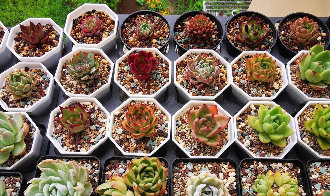 天气热温度高,多肉缺水也不敢浇?来看看有经验的肉友是怎么做的