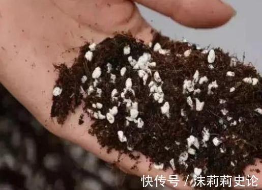 老花农怎么扦插绿萝,一个小方法,15天生根爆盆